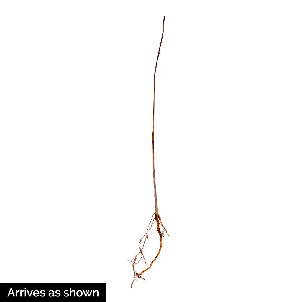 Bare Root Shade Tree 1-Pack L405364