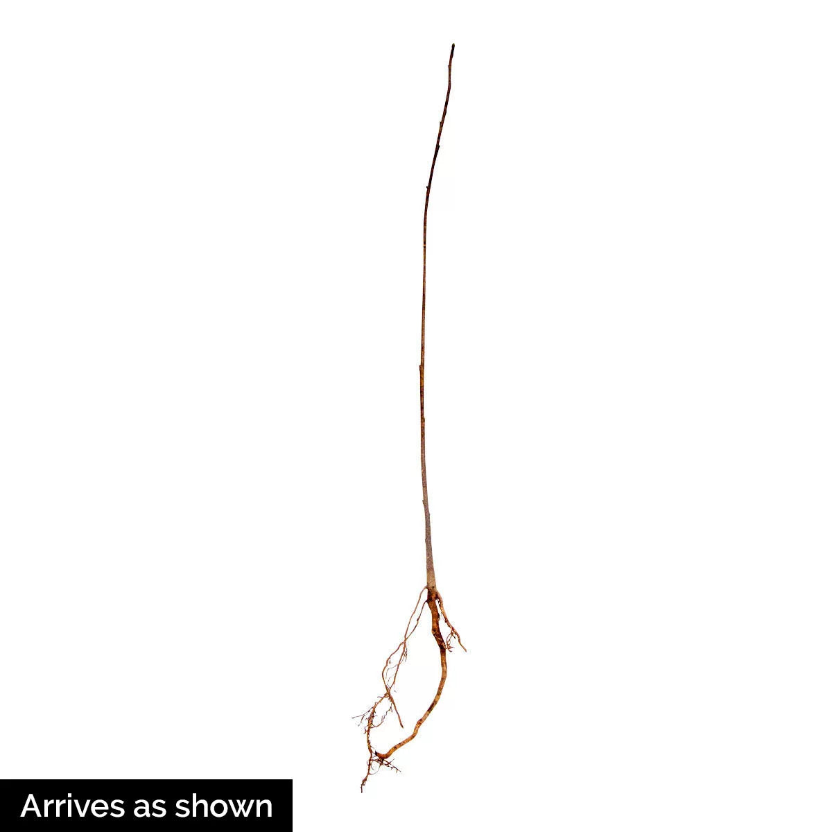 Bare Root Shade Tree 1-Pack L405364