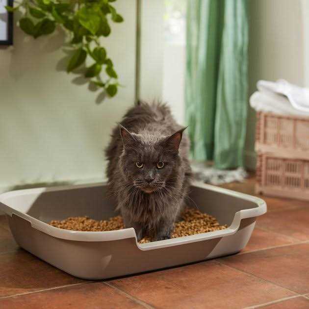 All-Natural Cat Litter I904