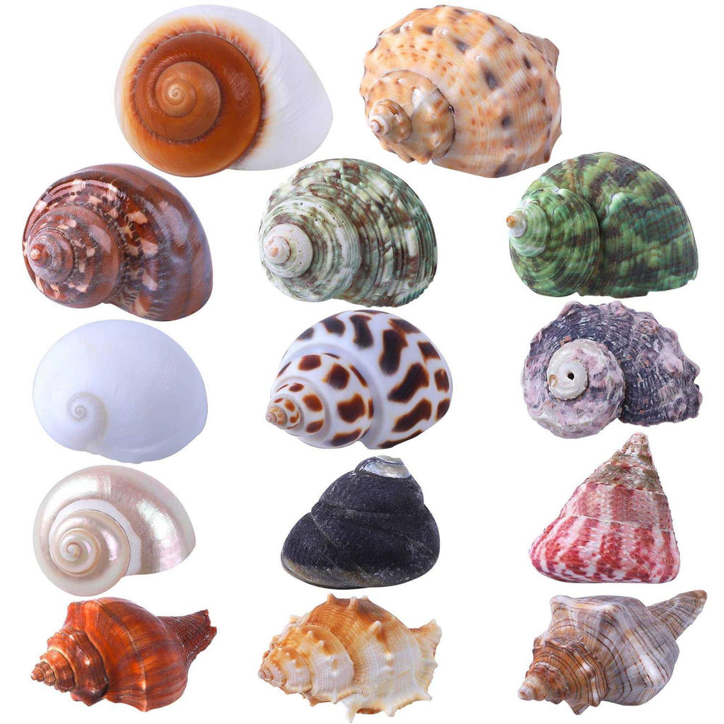 14 Pcs Natural Hermit Crab Shells X52979