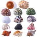 14 Pcs Natural Hermit Crab Shells X52979