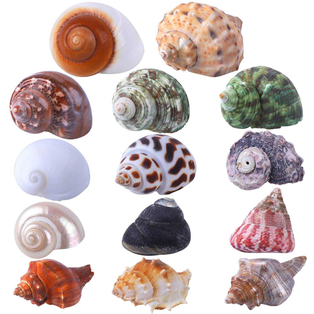 14 Pcs Natural Hermit Crab Shells X52979
