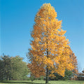 Bare Root Shade Tree 1-Pack L405364