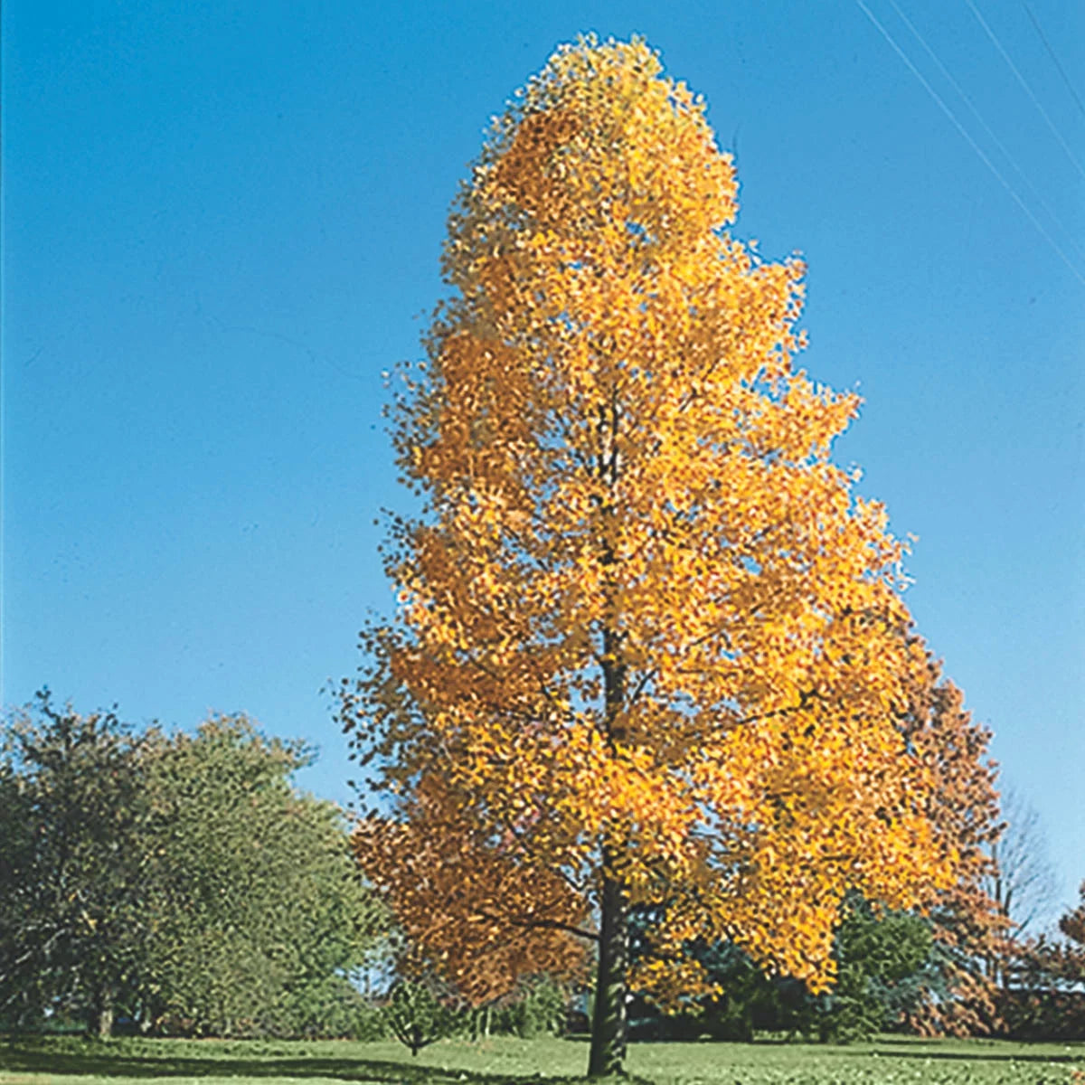 Bare Root Shade Tree 1-Pack L405364