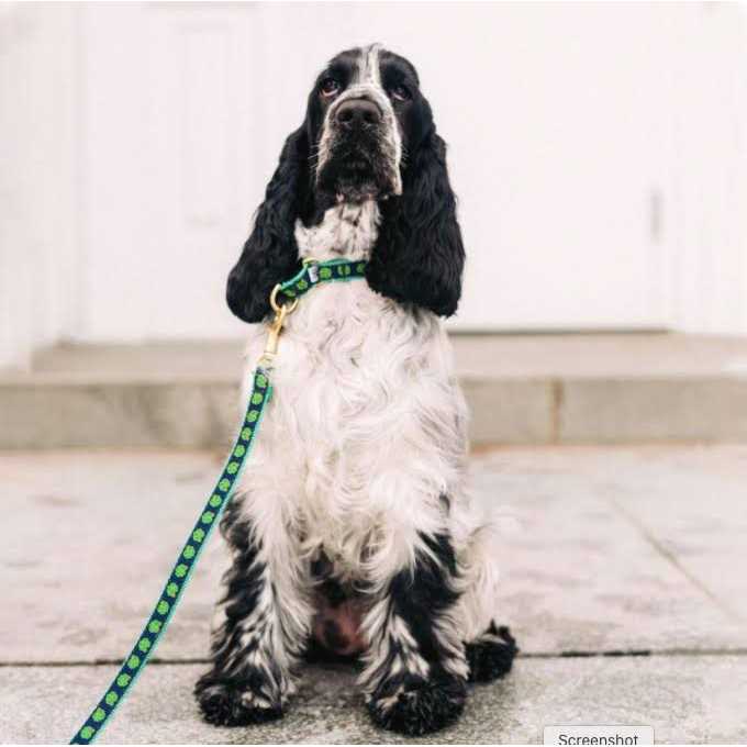 Dog Collar K973
