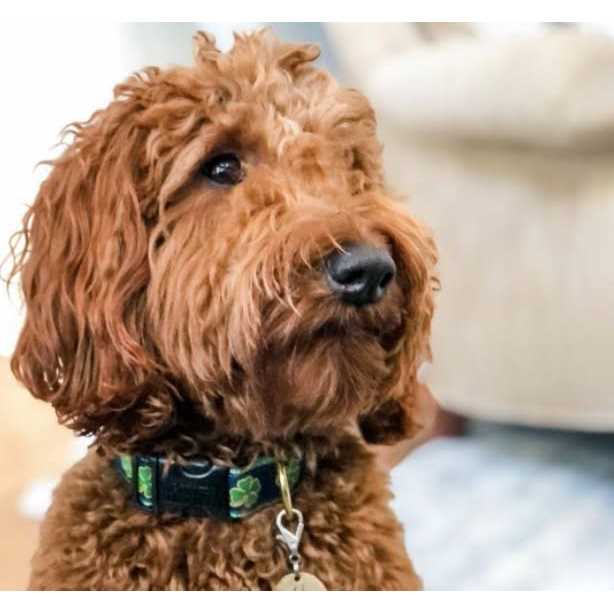 Dog Collar K973