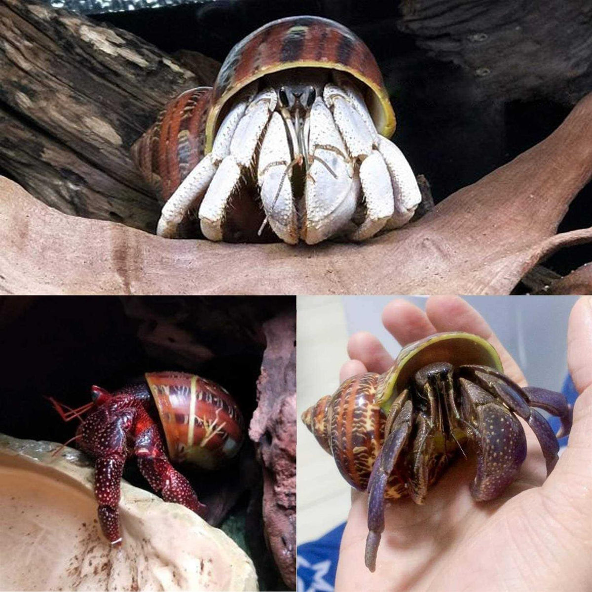 14 Pcs Natural Hermit Crab Shells X52979