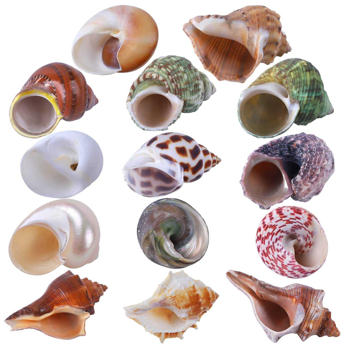 14 Pcs Natural Hermit Crab Shells X52979