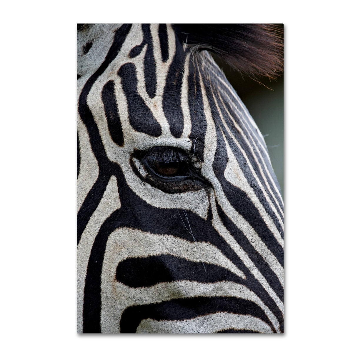 Zebras Canvas Art M472779