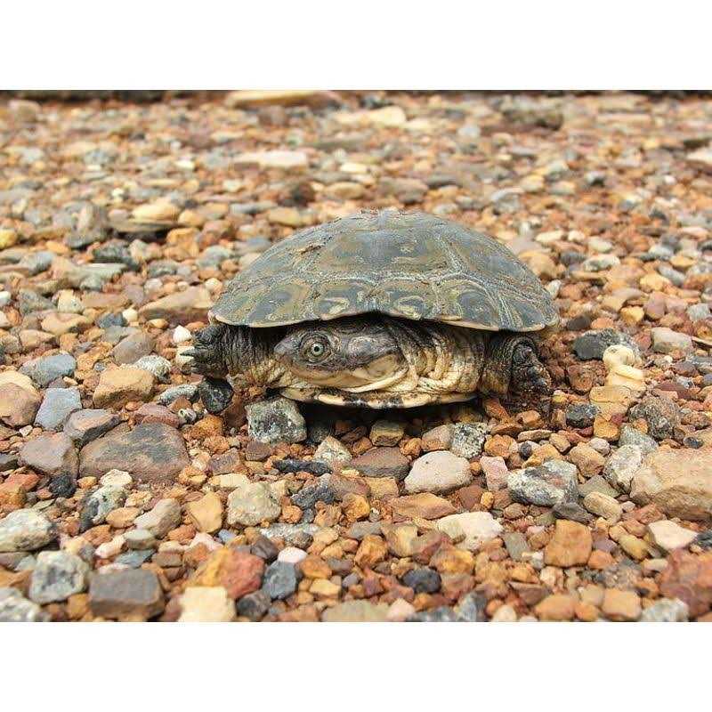 Aquatic Turtle Kit J3494