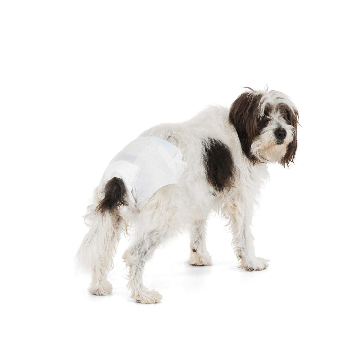 Disposable Pet Diapers B36469